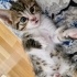 4 tane oyuncu yavru bebiş fotoğraf