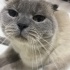 ANKARA CİNS KEDİ SAHİPLENDİRME ‼️