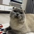 ANKARA CİNS KEDİ SAHİPLENDİRME ‼️ fotoğraf