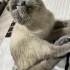 ANKARA CİNS KEDİ SAHİPLENDİRME ‼️ fotoğraf