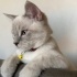 Oyuncu, tatlı 😻