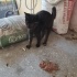Ücretsiz Sahiplendirme Uysal ve Tatlı bir yavru kedi fotoğraf