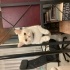 Kedi sever arıyoruz