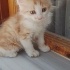 Tam bir Garfield fotoğraf