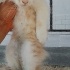 Tam bir Garfield fotoğraf