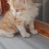 Tam bir Garfield fotoğraf