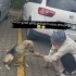 Sevgi dolu Bir Yuva İstiyorum,Yoksa Barınağa alacaklar(Kısırlastırılmış) fotoğraf