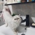 Acil Kalıcı Yuva fotoğraf