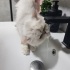Acil Kalıcı Yuva fotoğraf