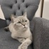 ücretsiz british shortair sahiplendirme fotoğraf