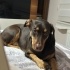 Doberman kırması akıllı kıza yuva aranıyor