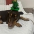 Doberman kırması akıllı kıza yuva aranıyor fotoğraf