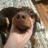 Doberman kırması akıllı kıza yuva aranıyor fotoğraf