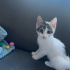 Hem akıllı hem afacan tam bir kucak delsi🥰