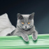Asil ve Sakin 2 Yaşında Dişi British Shorthair