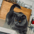 Asil ve Sakin 2 Yaşında Dişi British Shorthair fotoğraf
