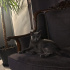 Asil ve Sakin 2 Yaşında Dişi British Shorthair fotoğraf