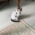 Ömürlük kalıcı yuva arıyorum fotoğraf
