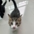 Ömürlük kalıcı yuva arıyorum fotoğraf