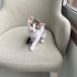 Ömürlük kalıcı yuva arıyorum fotoğraf