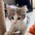 1.5 aylık dişiyavru kedi iç dış paraziti yeni yapıldı fotoğraf