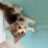 1.5 aylık dişiyavru kedi iç dış paraziti yeni yapıldı fotoğraf