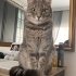 KEDİ SAHİPLENDİRME