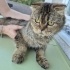 YAKLAŞIK 2 YAŞLARINDA KISIR SCOTTISH FOLD fotoğraf