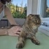 YAKLAŞIK 2 YAŞLARINDA KISIR SCOTTISH FOLD fotoğraf