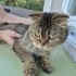 YAKLAŞIK 2 YAŞLARINDA KISIR SCOTTISH FOLD