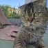 YAKLAŞIK 2 YAŞLARINDA KISIR SCOTTISH FOLD fotoğraf