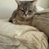 ÜCRETSIZ BRISTISH KEDI fotoğraf