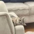 ÜCRETSIZ BRISTISH KEDI fotoğraf