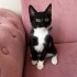 SMOKİN YAVRU KEDİ YUVA ARIYOR