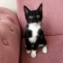 SMOKİN YAVRU KEDİ YUVA ARIYOR fotoğraf
