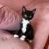 SMOKİN YAVRU KEDİ YUVA ARIYOR fotoğraf