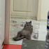 Ücretsiz Sahiplendirme ! fotoğraf