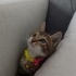 Heyecanlı ve meraklı yapısıyla evinize canlılık getirecek bir ruh.