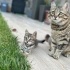 Minik güzel yavrumuz acil yuva arıyor fotoğraf