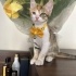 Yuvası olurmusunuz fotoğraf