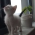 Bu miniğe yuva olur musunuz? fotoğraf