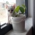 Bu miniğe yuva olur musunuz? fotoğraf