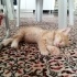 Minik kardeşlere yuva olur musunuz? fotoğraf