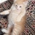 Minik kardeşlere yuva olur musunuz? fotoğraf