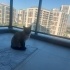 Olaf için yuva arıyoruz fotoğraf