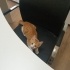 Yavruya Sahip aranıyor fotoğraf