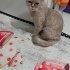 3 yaş dişi kısır değil