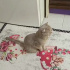3 yaş dişi kısır değil fotoğraf