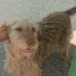 Terrier yuva arıyor. Dişi, kısır. fotoğraf