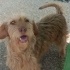 Terrier yuva arıyor. Dişi kısır.